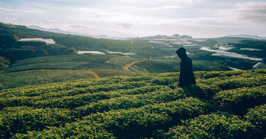A serene tea plantation landscape with a lone traveler gazing over lush green fields under a bright sky.
